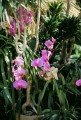 Mainau Orchideen02